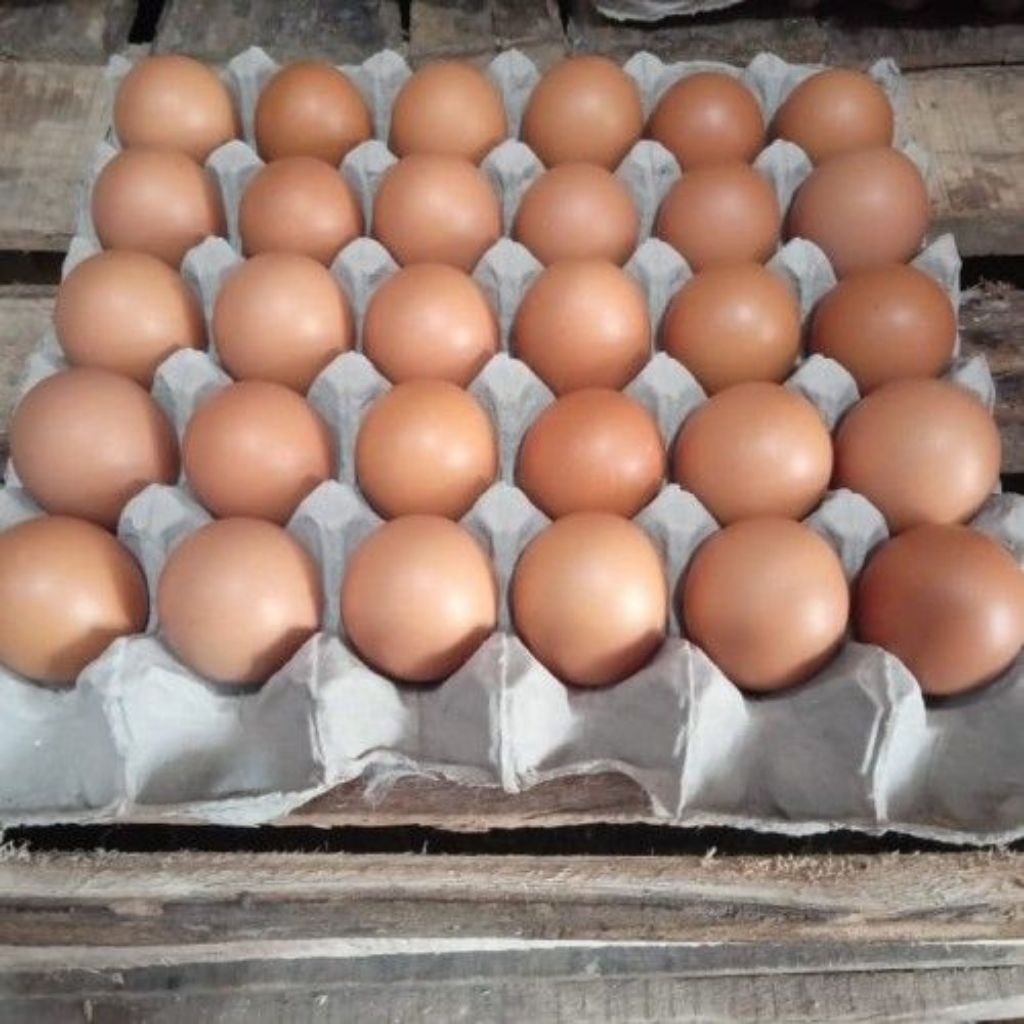 (paiton probolinggo) Telur omega fress dan segar