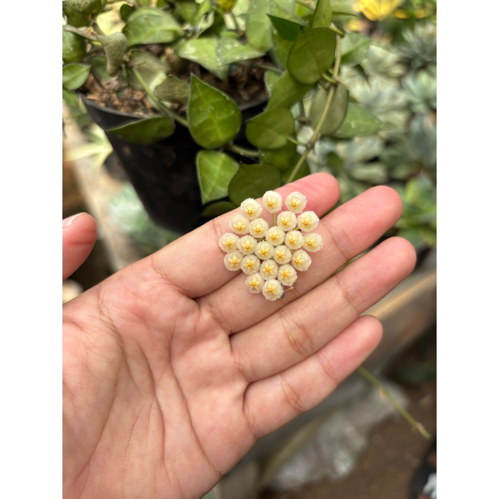 Hoya Lacunosa