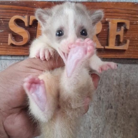 Musang Pandan Qualitas Premium