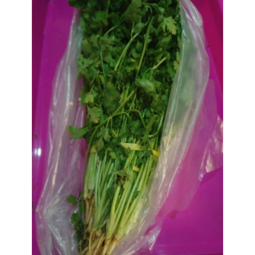 Sayur Daun Ketumbar Cilantro Coriander segar
