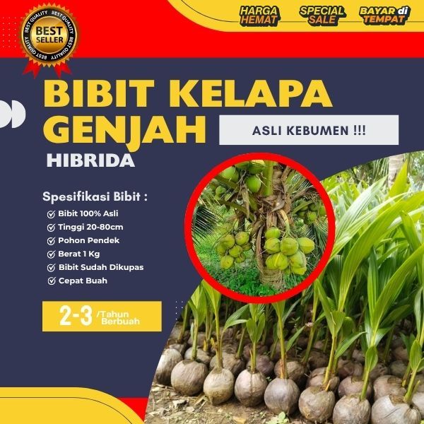 PALING DICARI !! Pohon Kelapa Hibrida Besar, Pohon Kelapa Hibrida F1, Pohon Kelapa Hibrida Genjah