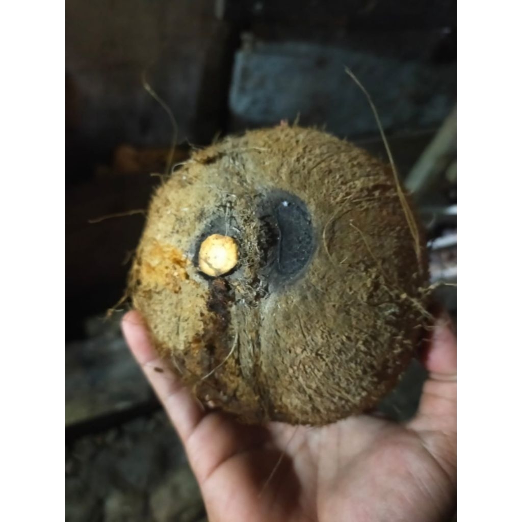 batok kelapa mata langka unik temuan original