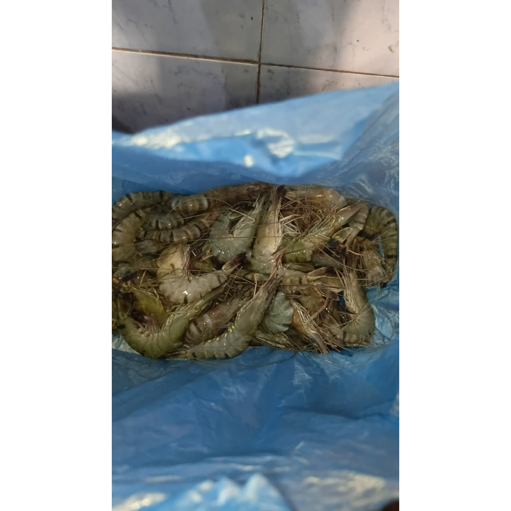 Udang Windu