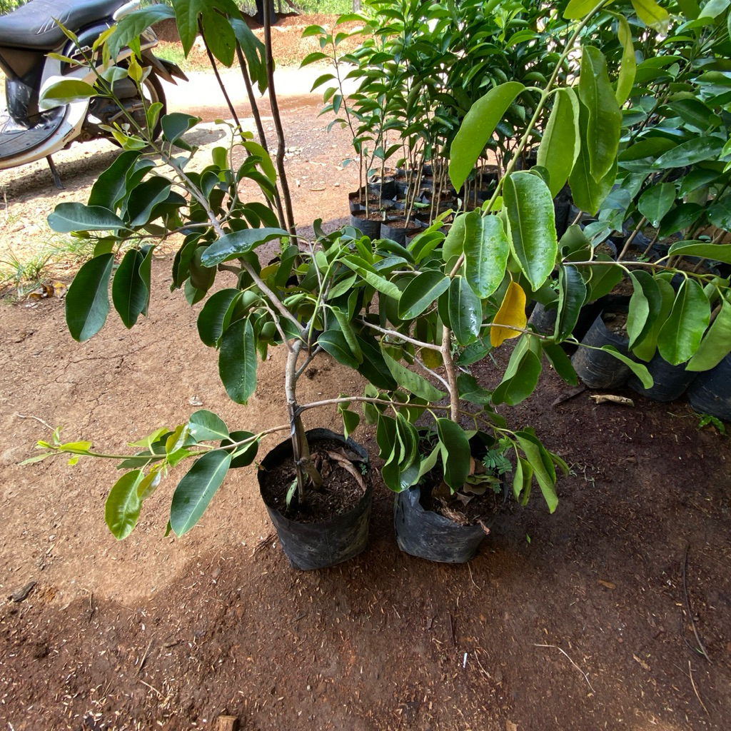 Bibit Duwet Putih Okulasi