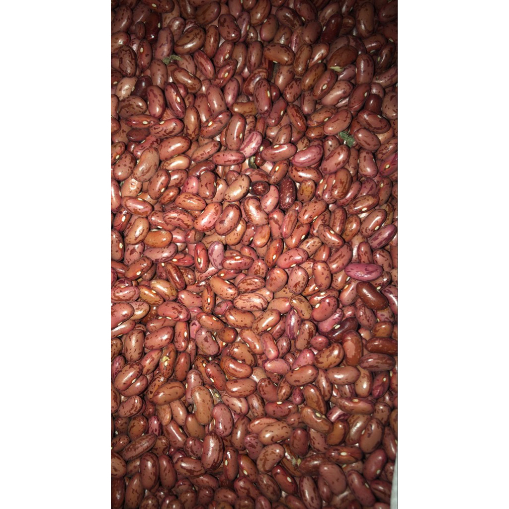 Kacang Merah Kering