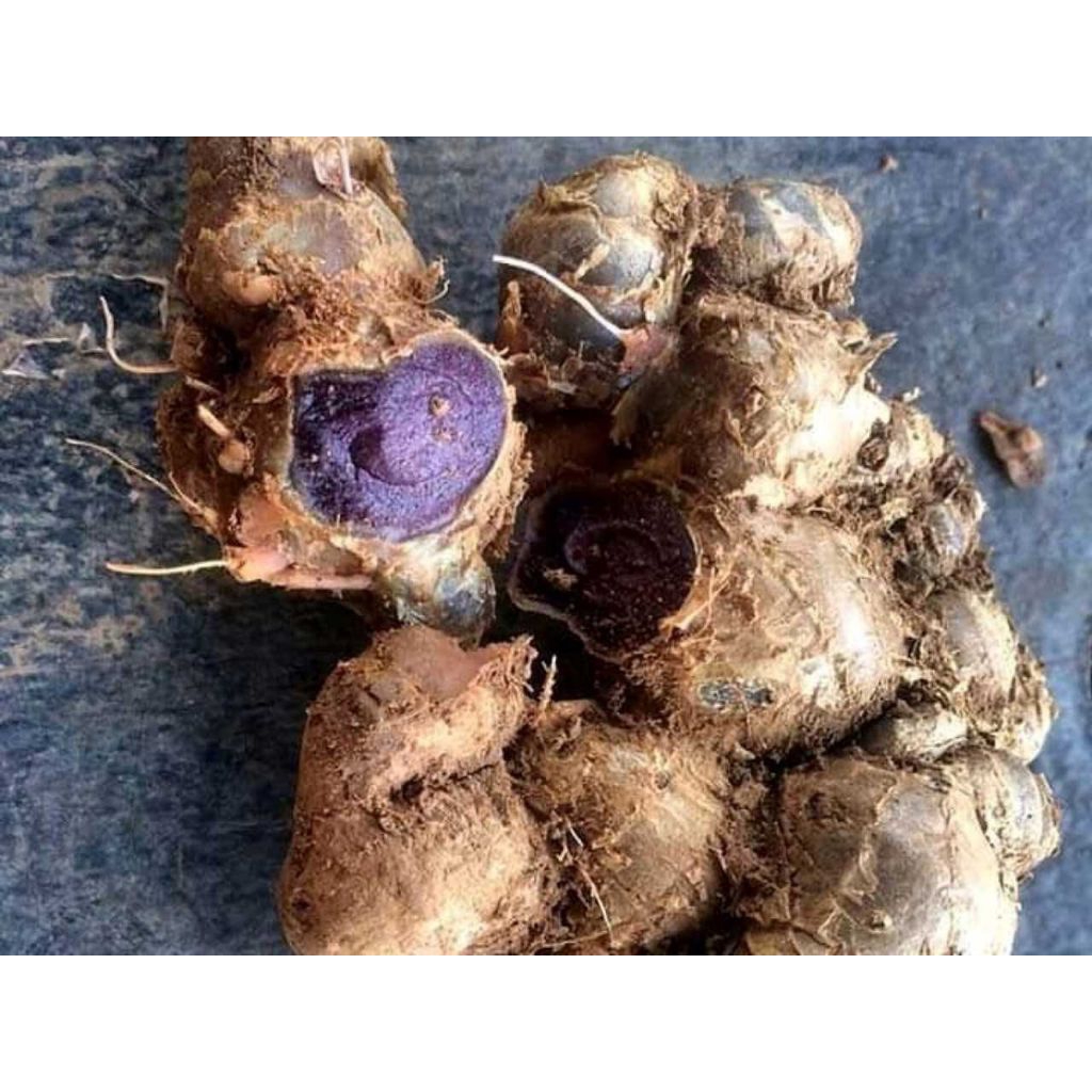 Kunyit Hitam Asli 250 Gram - Antioksidan Tinggi, Meredakan Nyeri, Membantu Imunitas