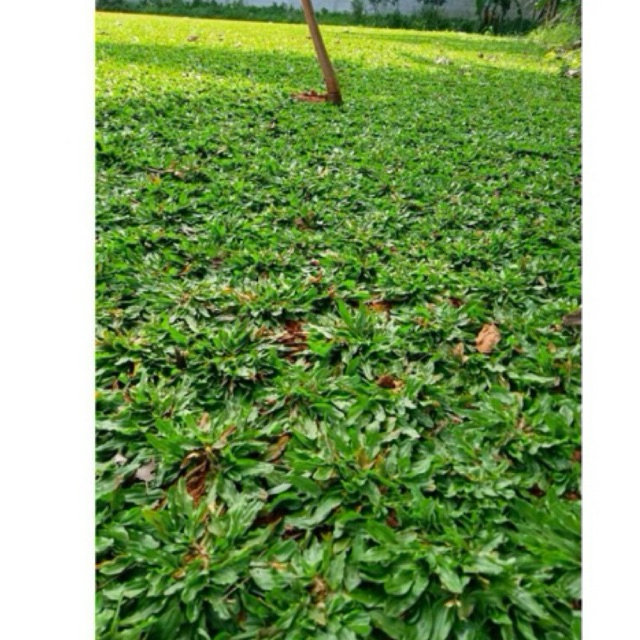 Rumput gajah mini 1 meter