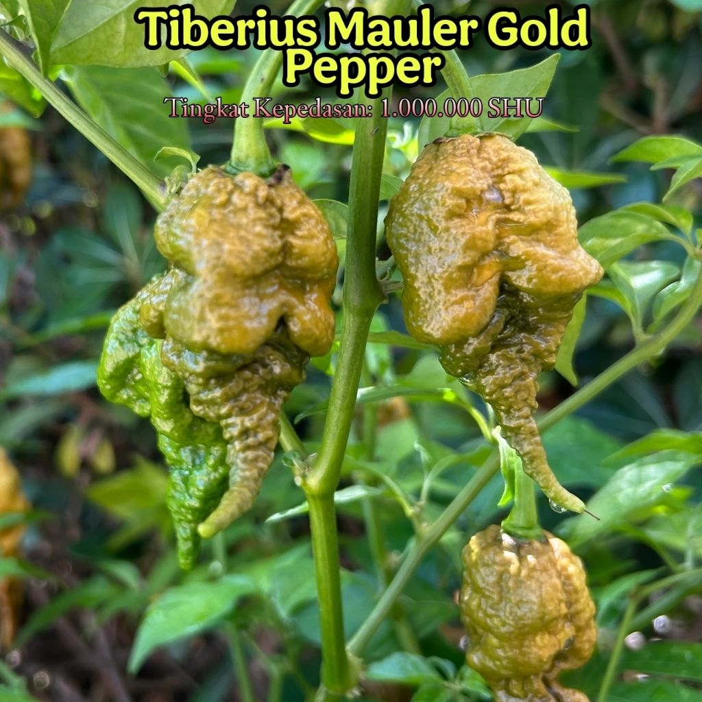 Benih Bibit Cabe Tiberius Mauler Gold || Cabe Super Pedas