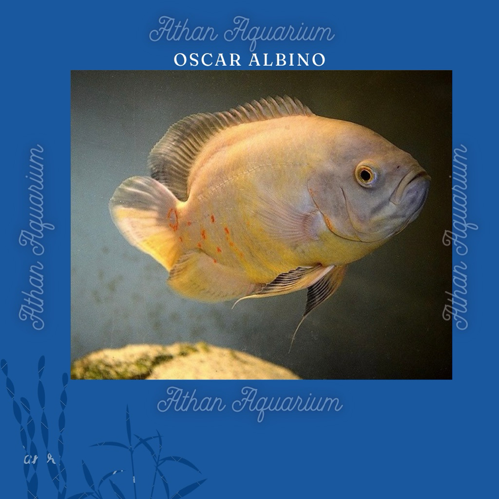 Oscar albino size besar(JUMBO) ukuran 20cm+