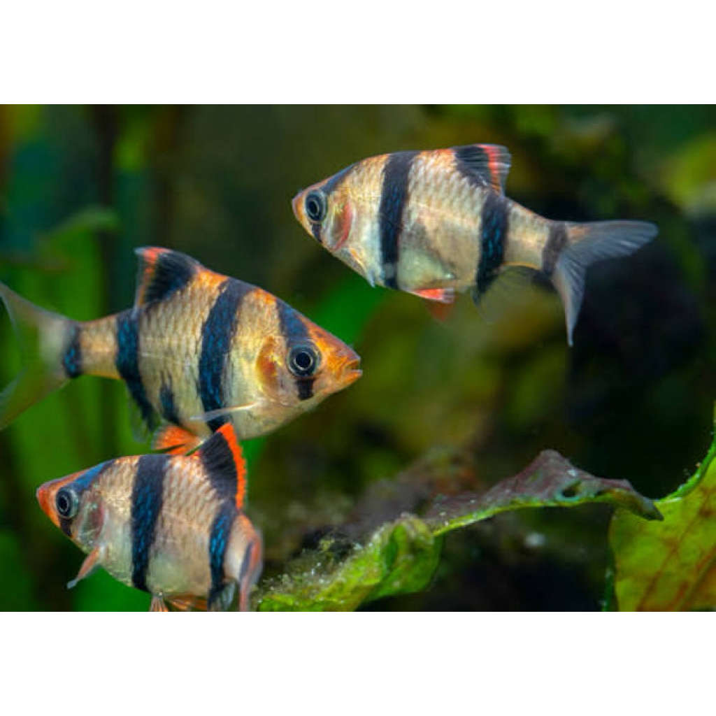 IKAN SUMATRA TIGER BARB ikan sumatra cocok untuk hiasan aquarium