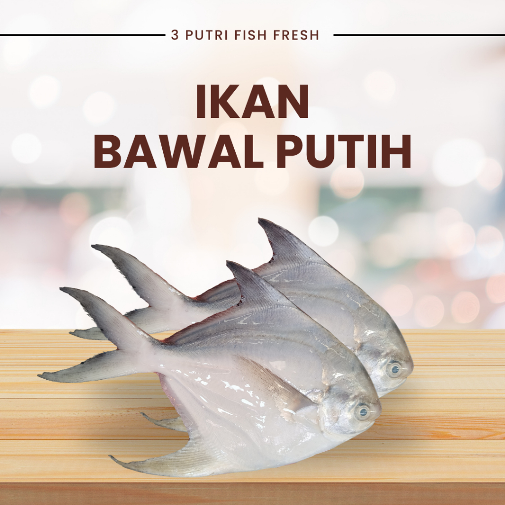 ikan bawal laut putih