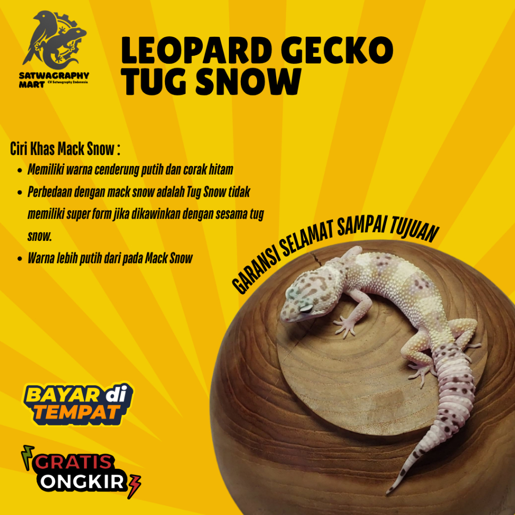 Mainan Anak GECKO Warna TUG SNOW TS bukan Mack Snow