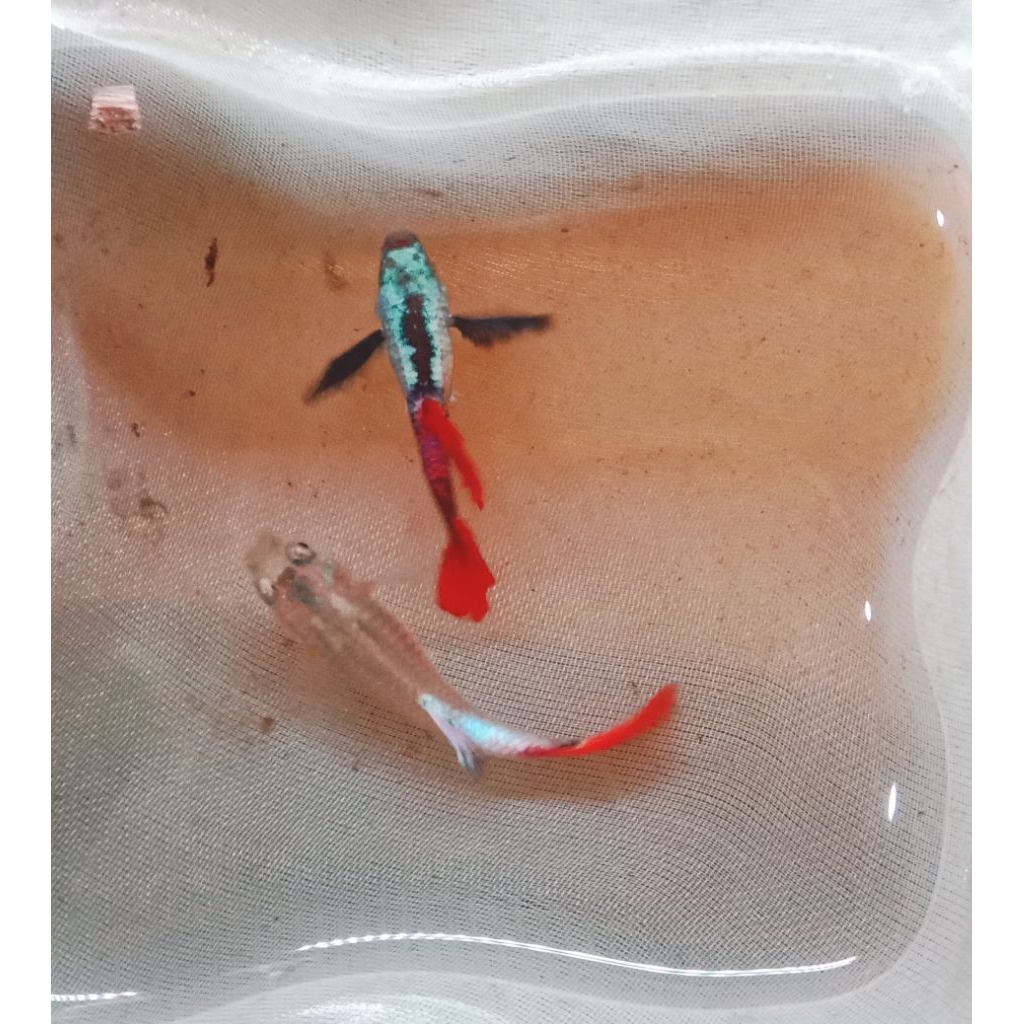 Guppy PRTDE (Sepasang)