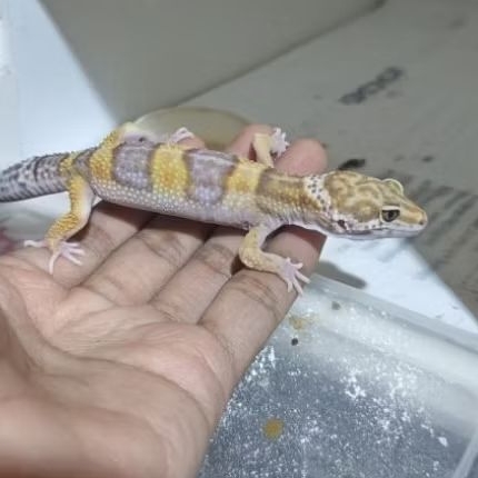 Mainan Gecko Tangerine choco minusan