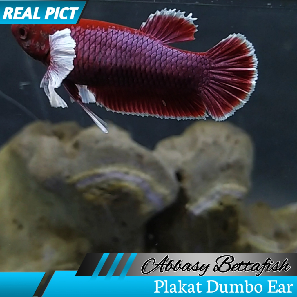 Plakat Dumbo Ear Female/Betina Real Picture