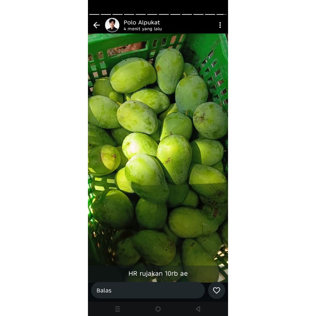 mangga Harum manis super premium