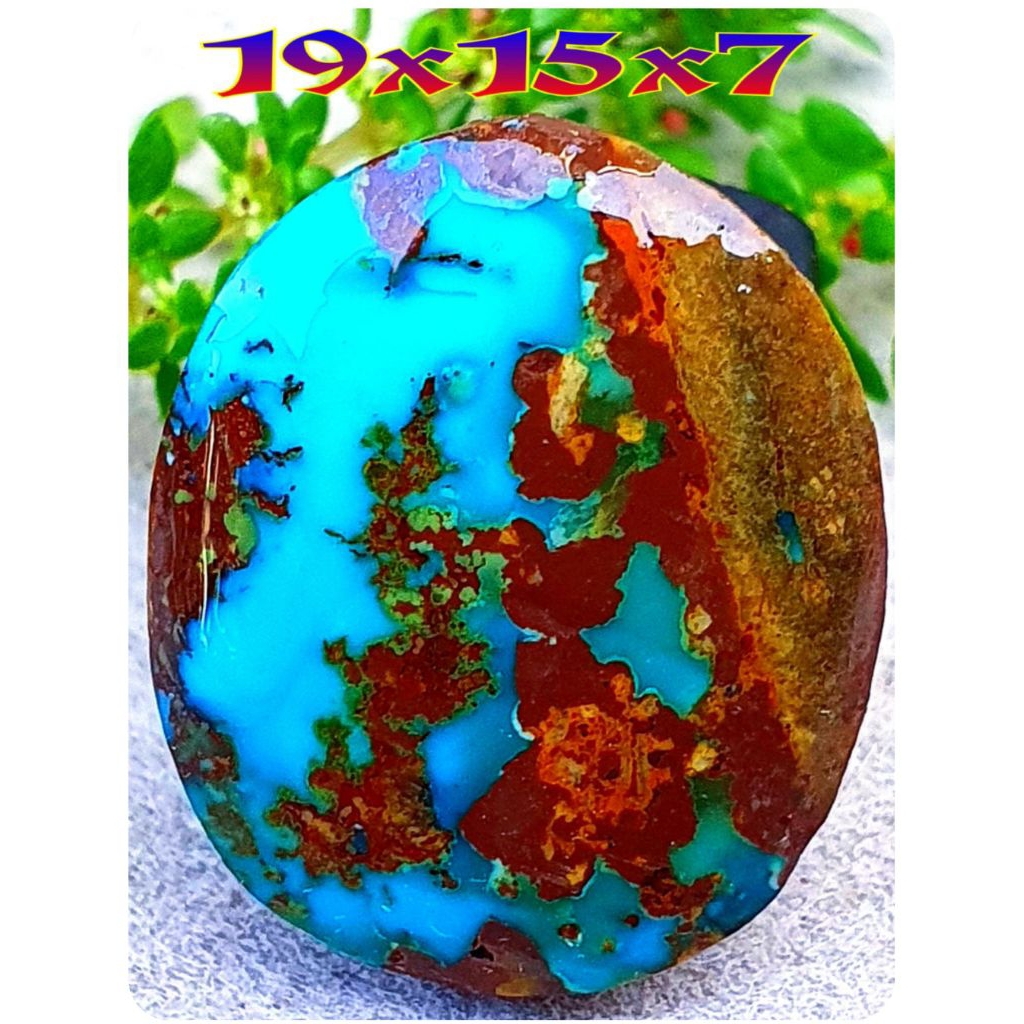 natural pirus Persia jumbo