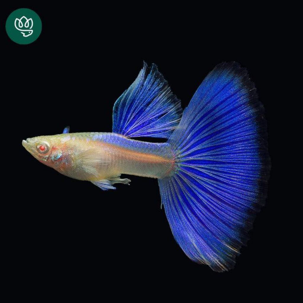 Guppy sky blue topas