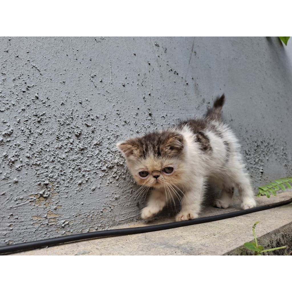 Kucing Persia Exotic Shorthair Extreme Peaknose