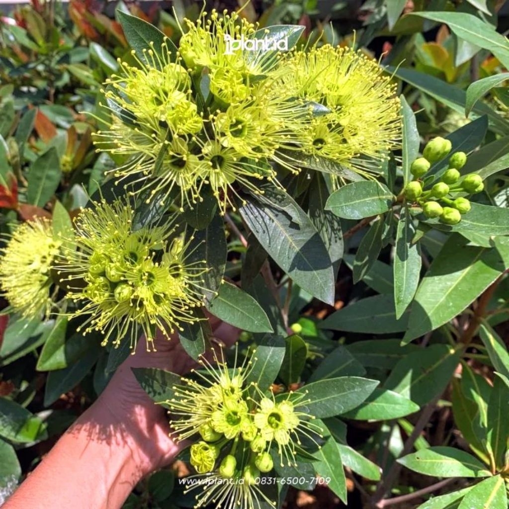 santos lemon bunga warna kuning tinggi 40cm
