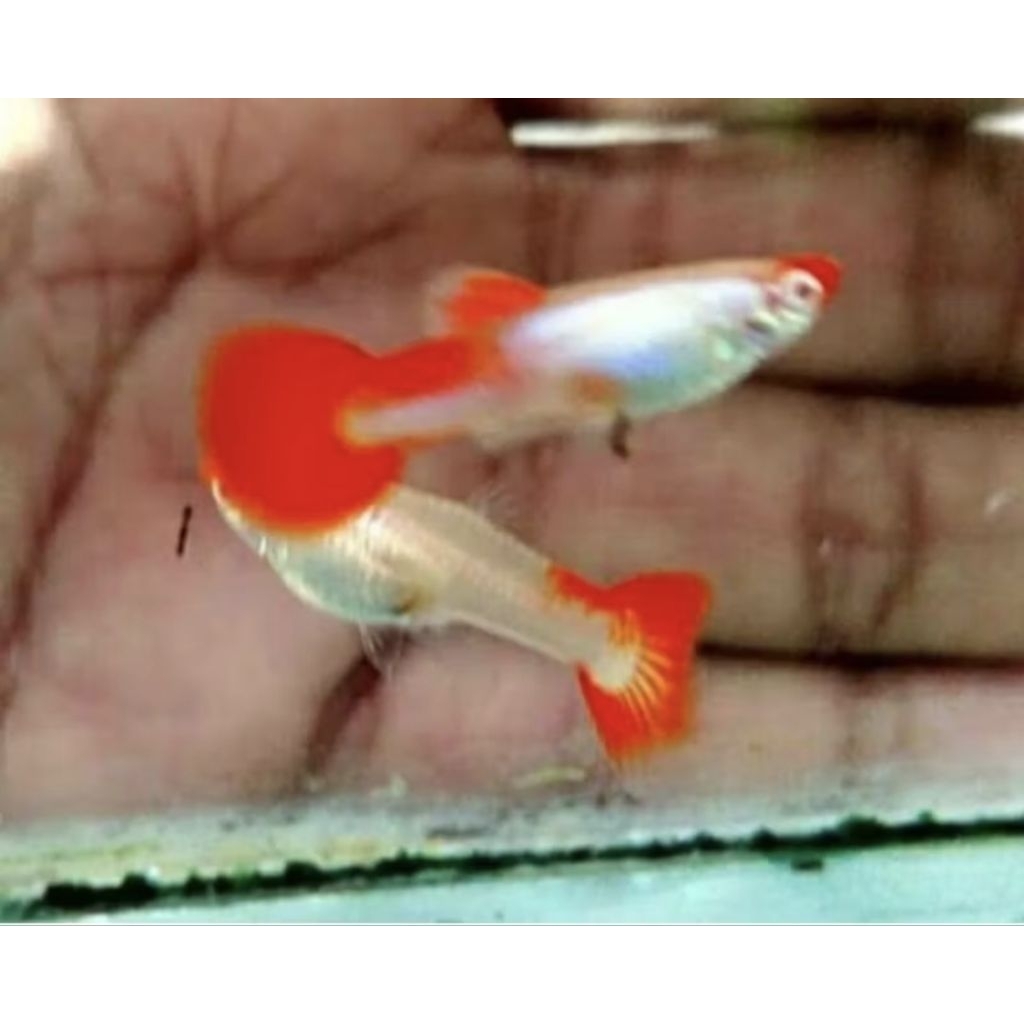 GUPPY PLATINUM KOI BETINA
