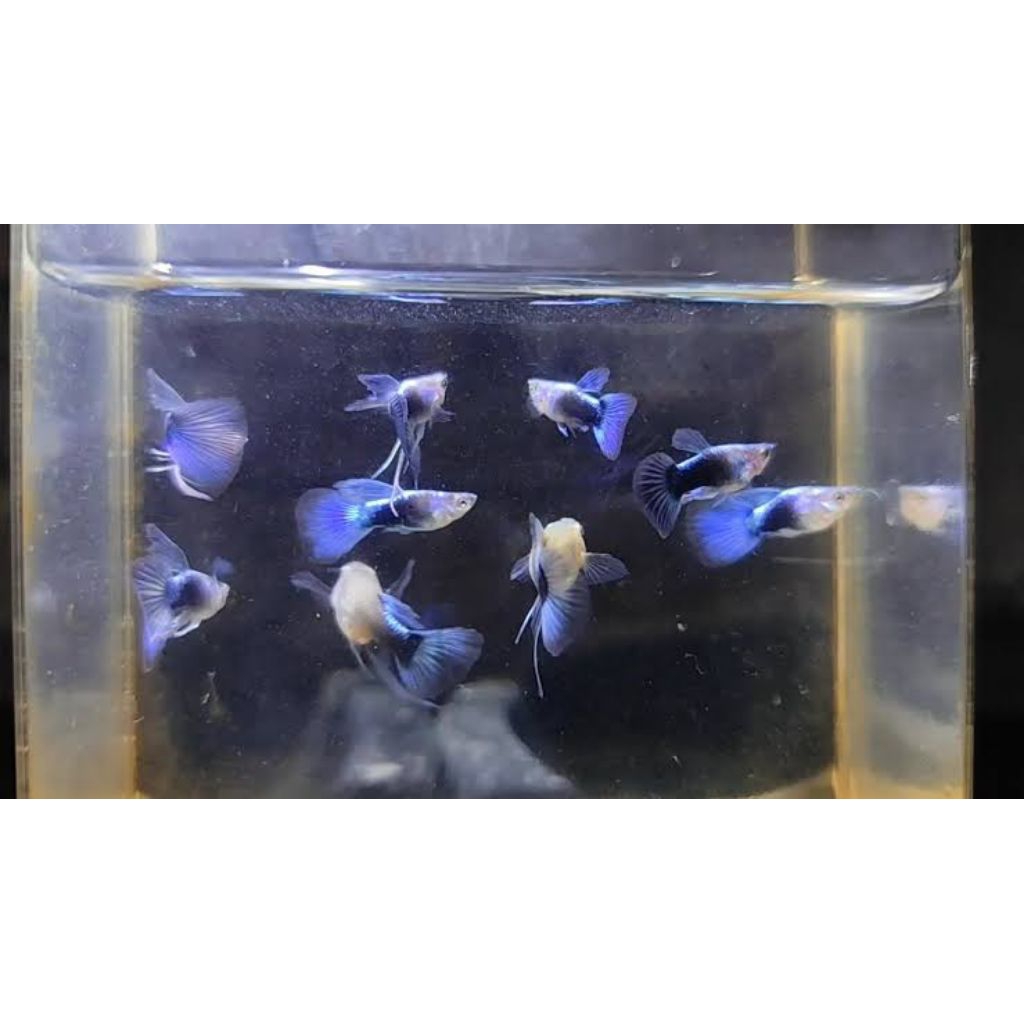 (Hiasan Aquarium)Guppy HB Blue Short Body Ribbon Fin C