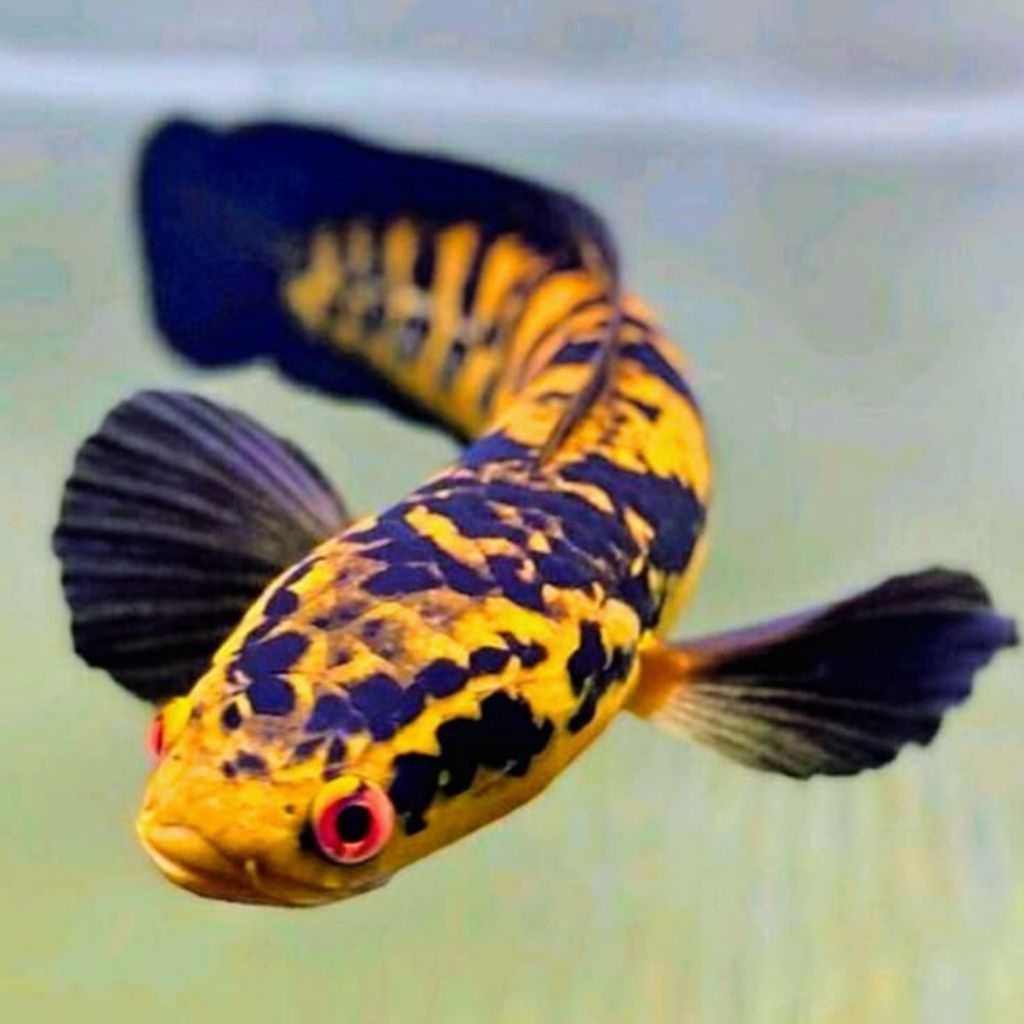 Ikan Hias Maru Yellow Sentarum/ Channa maru Ukuran 8-10 cm