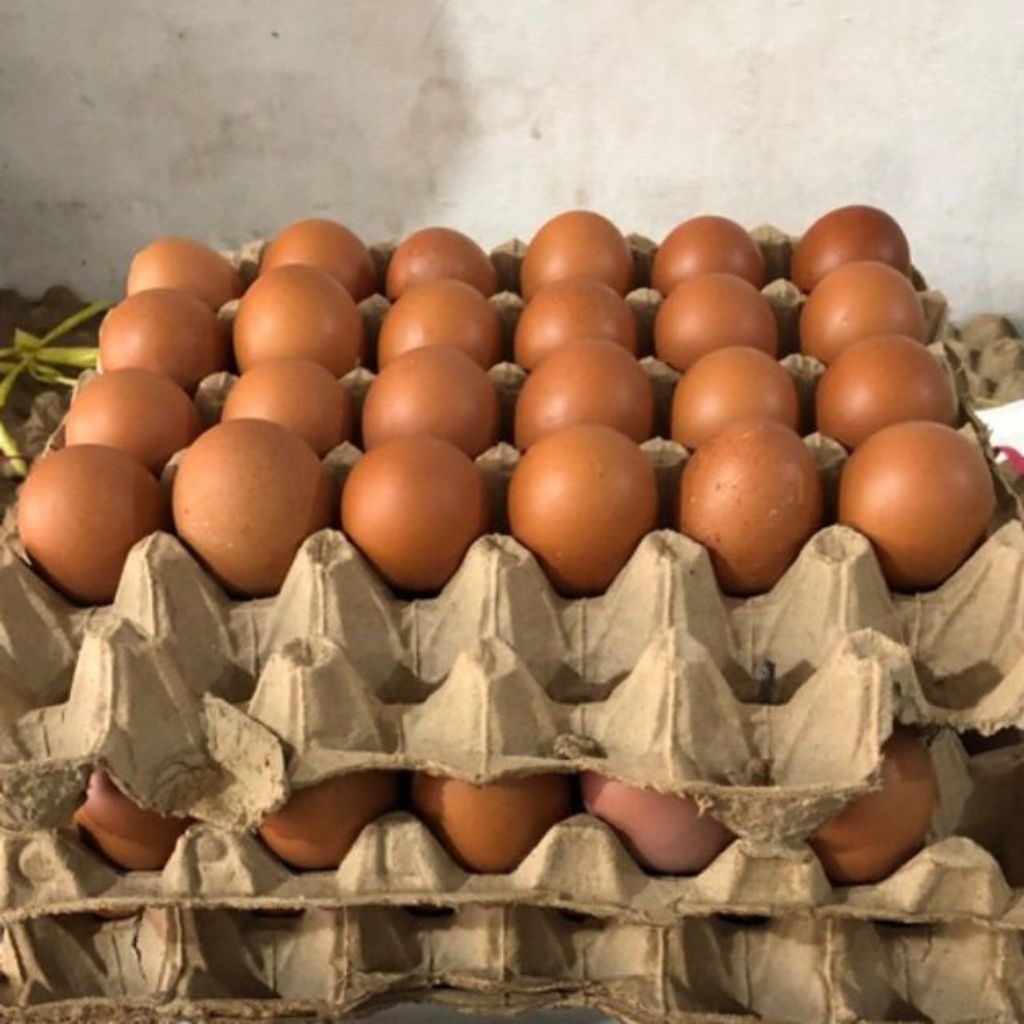 GROSIR TELUR AYAM HORN - TELUR AYAM COKLAT 1 PETI - 10 KG