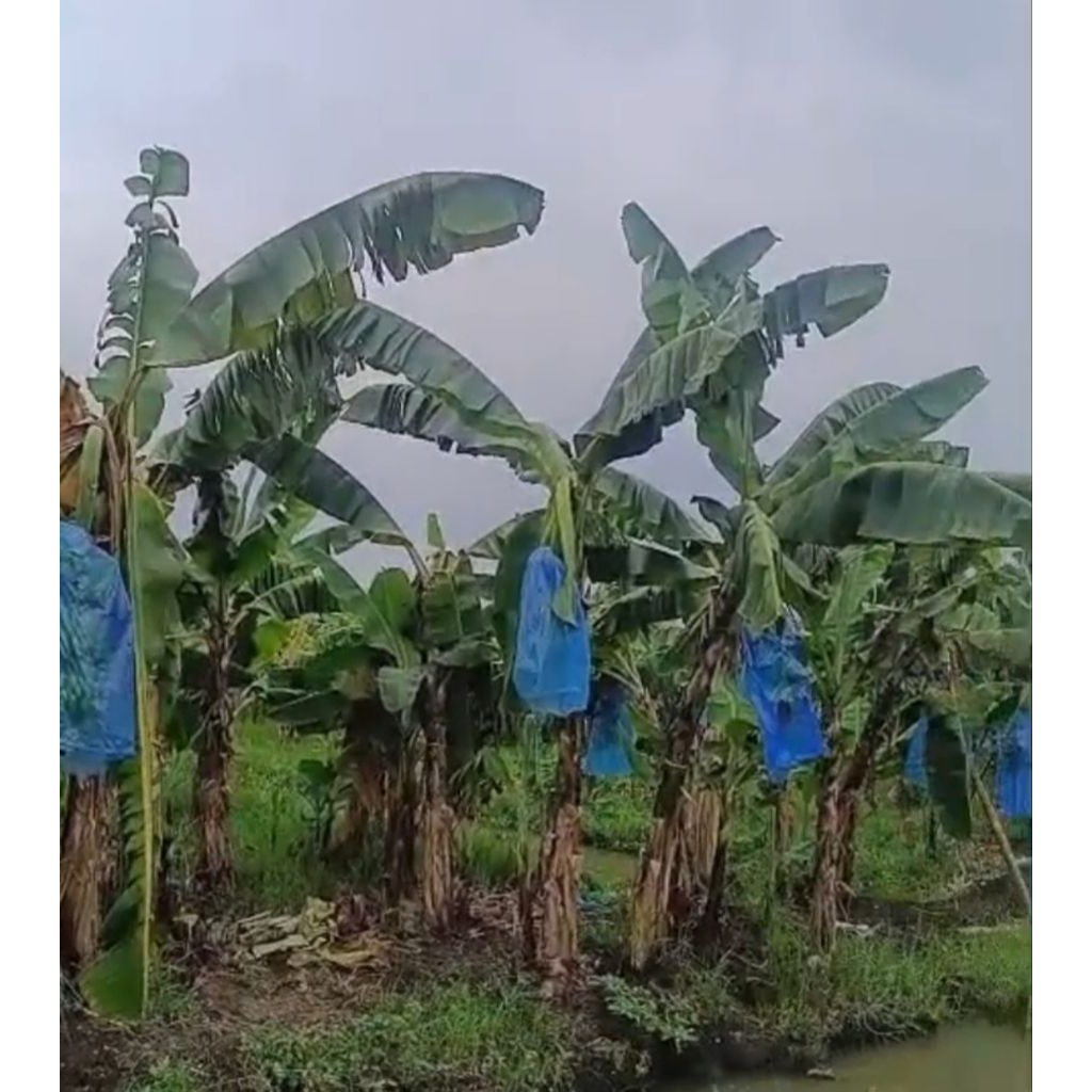 BRONGSONG PISANG CAVENDIS