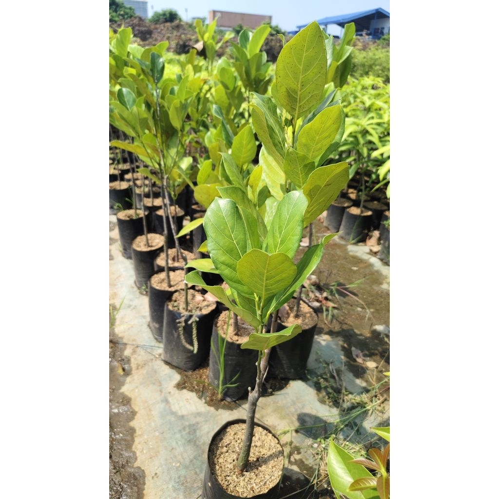Bibit Nangka jumbo