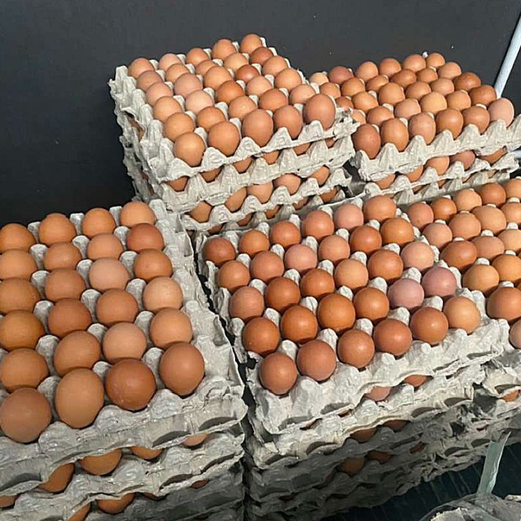 Telor Ayam 1kg / Telor ayam lehor / ledug