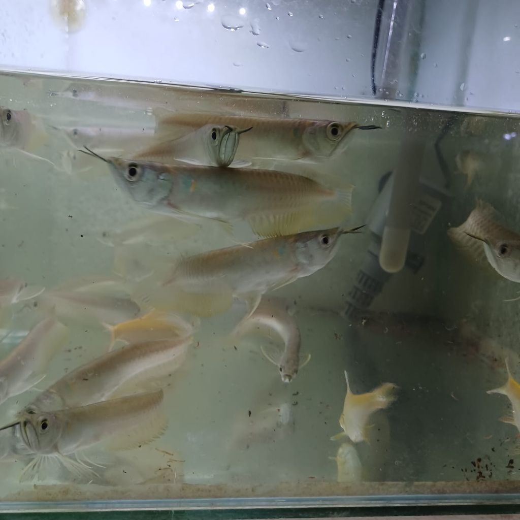 hiasan aquarium arwana silver red size 10-11cm / 12-14cm
