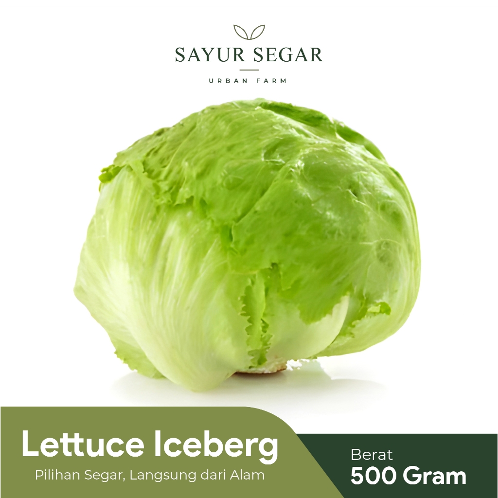 Iceberg Lettuce 500gr / Lettuce Head / Selada bokor / Sayuran Segar / Sayuran Organik / Sayur Suraba