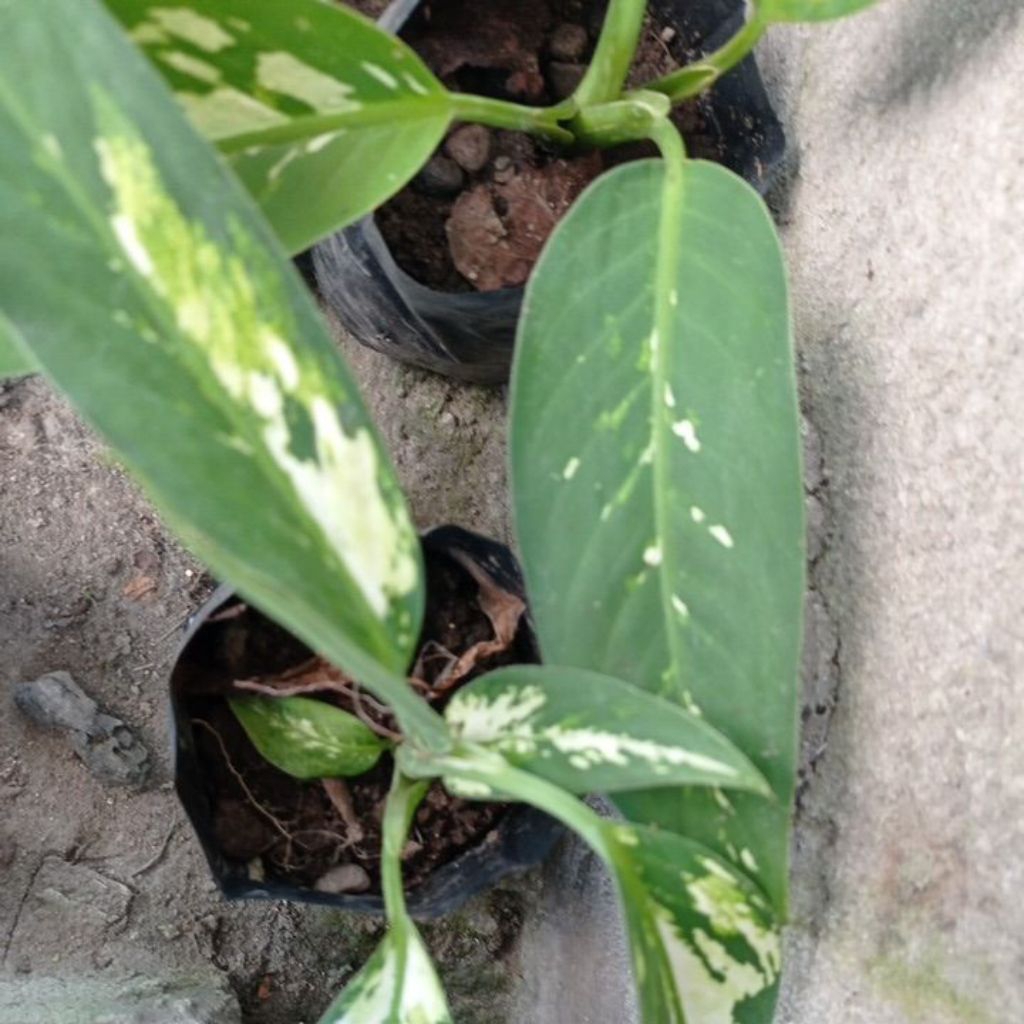 aglonema sri rejeki beras kutah