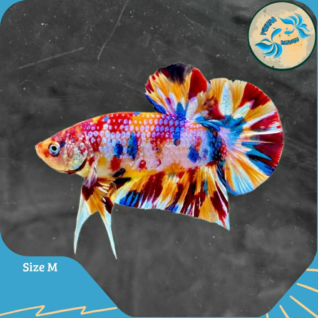Hiasan Cupang Hmpk multicolor Grade A
