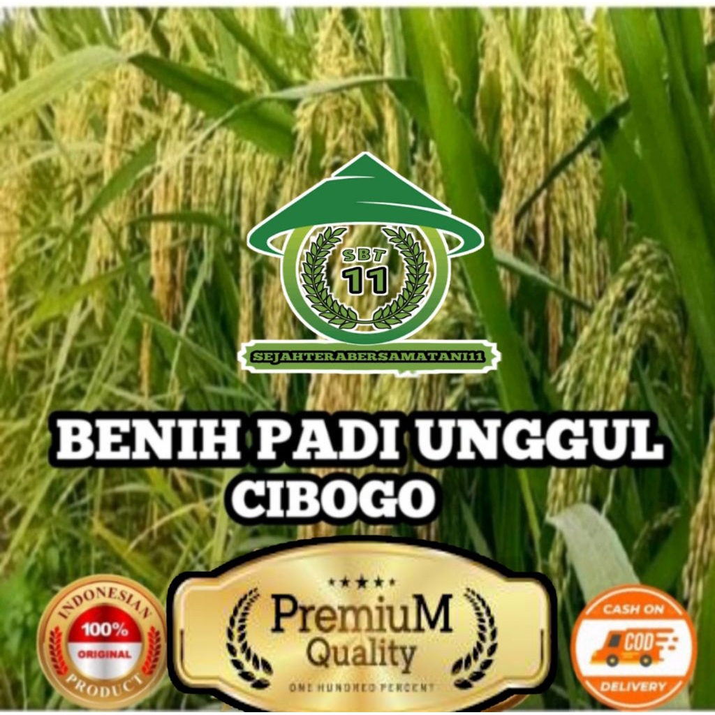 Benih Padi Unggul CIBOGO 5KG ORIGINAL