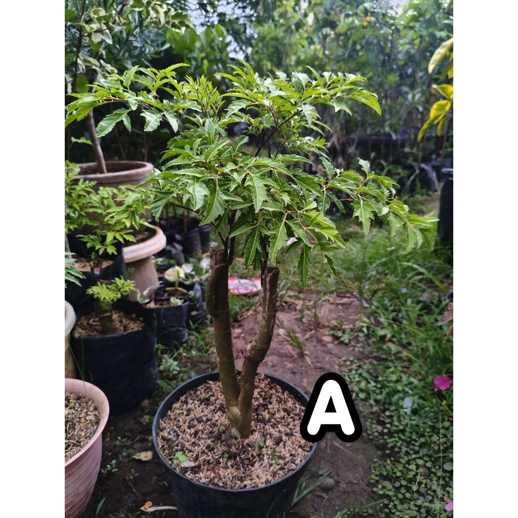 Bonsai i dondong laut batang besar