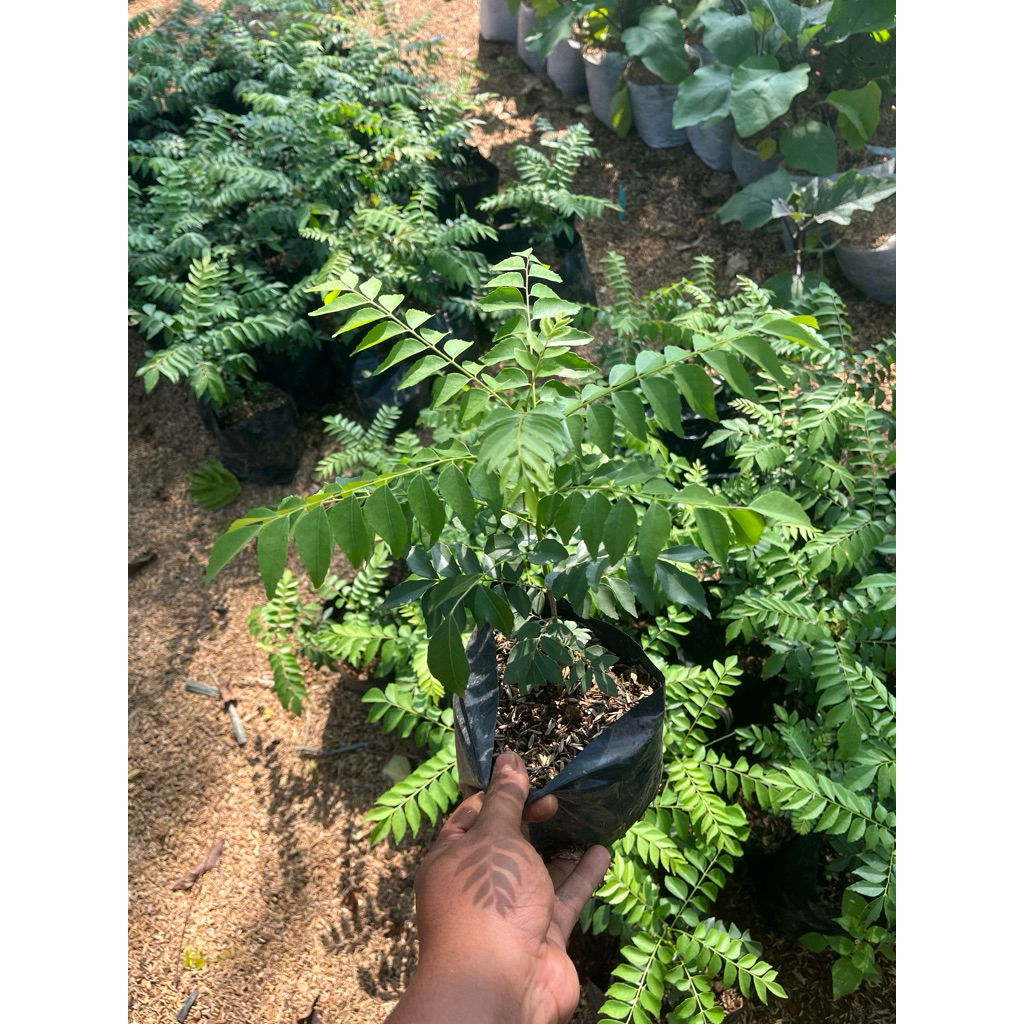 POHON SALAM KOJA - SALAM KOJA