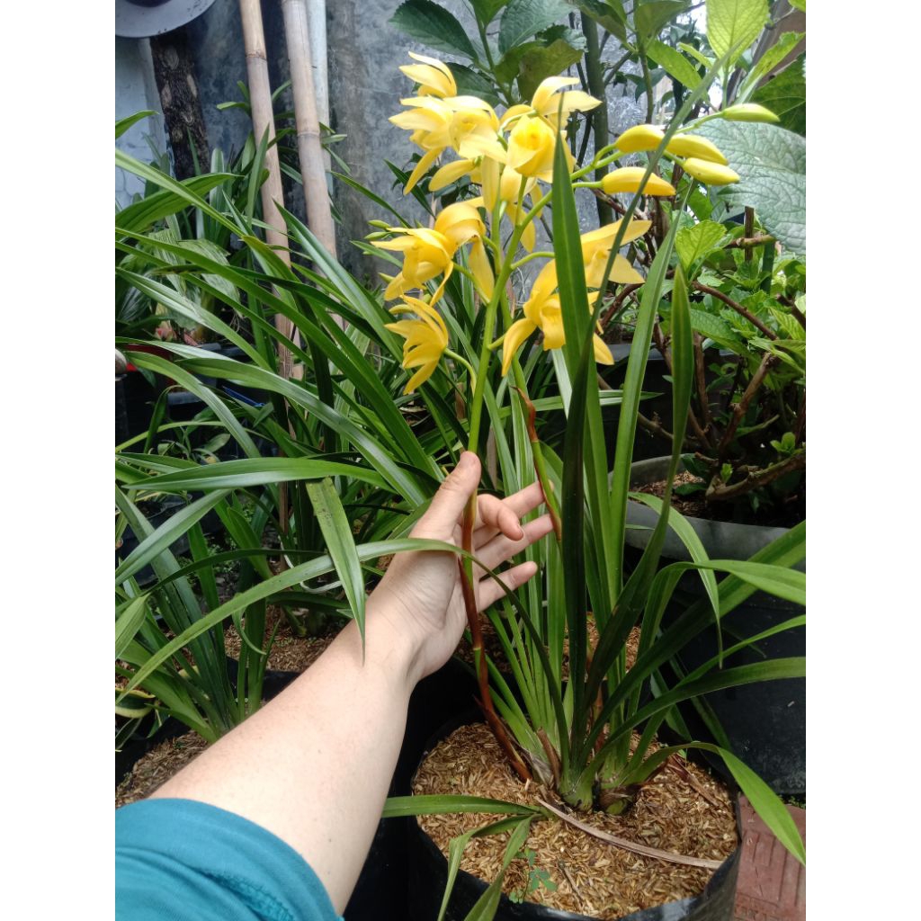 Cymbidium golden boy