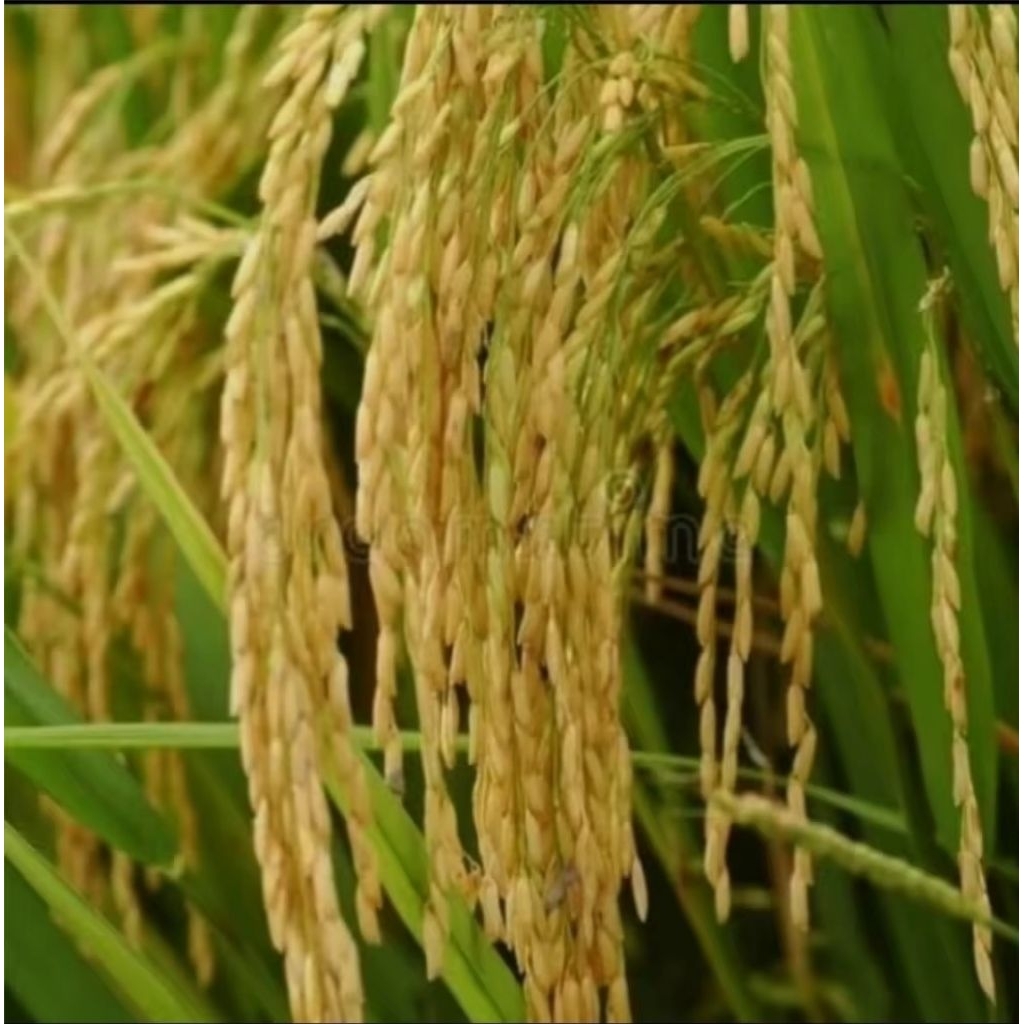 benih padi PMJ 01 kemasan 5kg