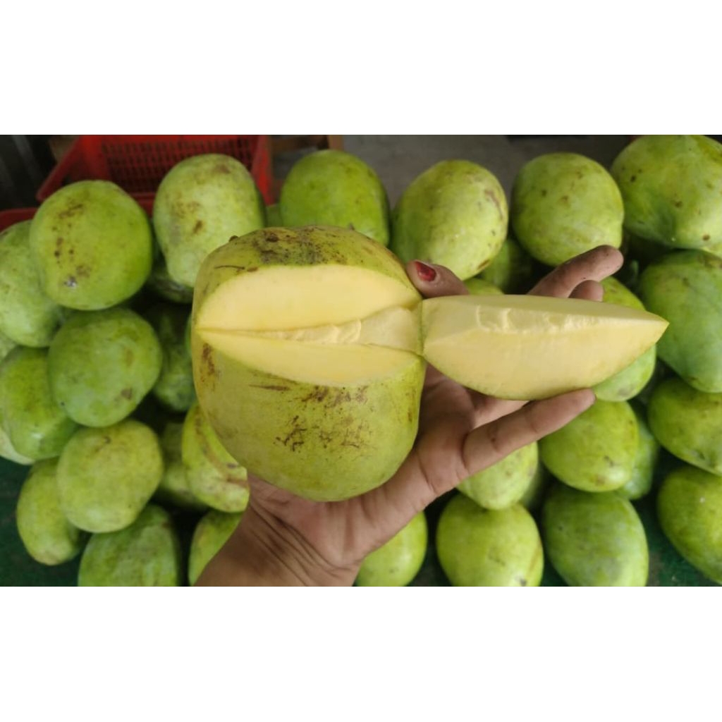MANGGA INDRAMAYU Setengah Matang (Gembadung) 1kg)