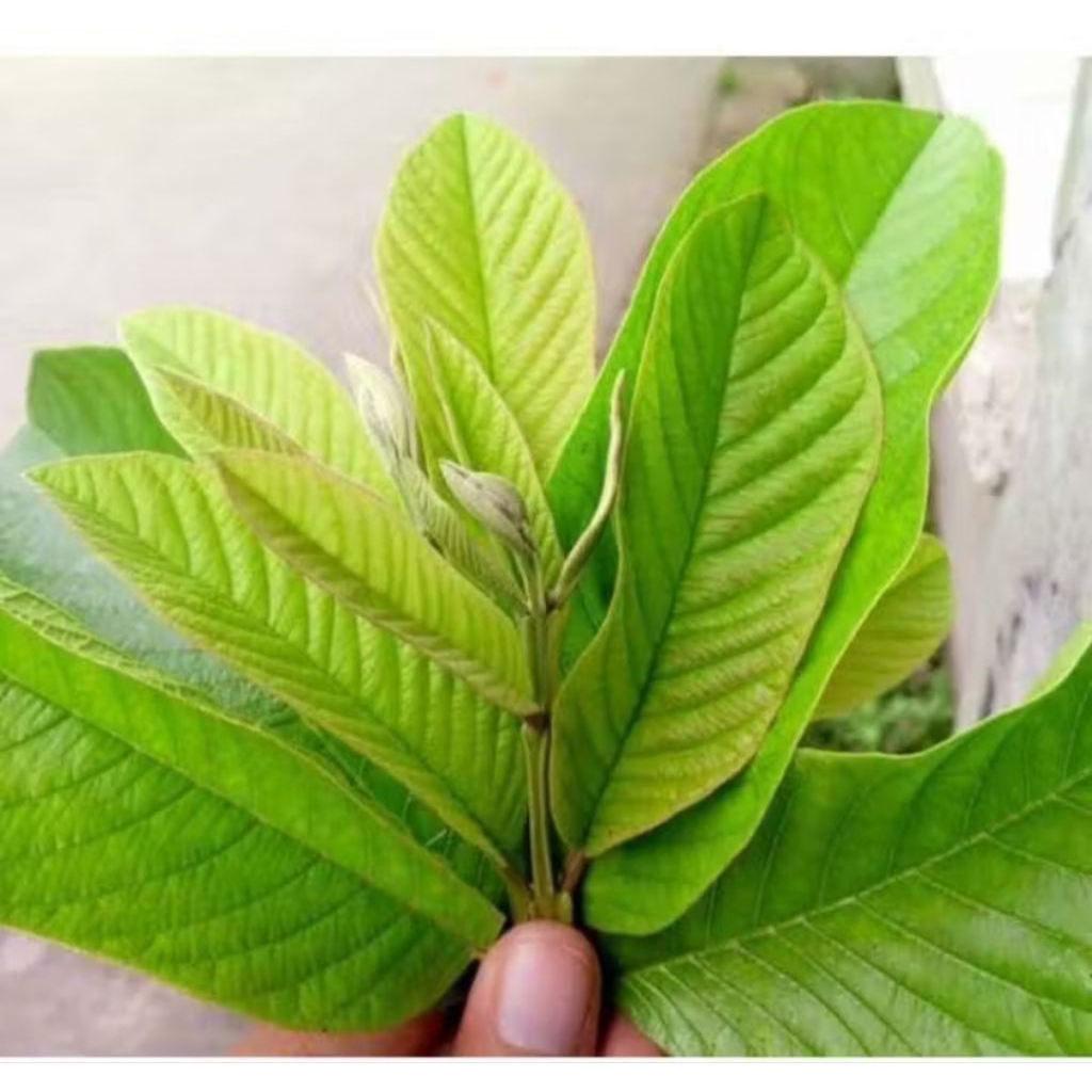 PUCUK DAUN JAMBU BIJI | DAUN JAMBU BIJI | PUCUK DAUN JAMBU BIJI FRESH | DAUN JAMBU BIJI HERBAL