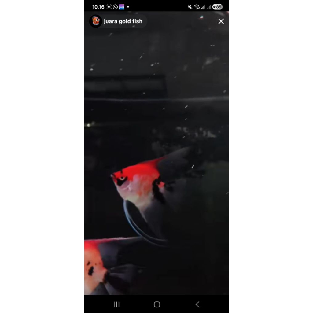 manfish red koi dan red davil