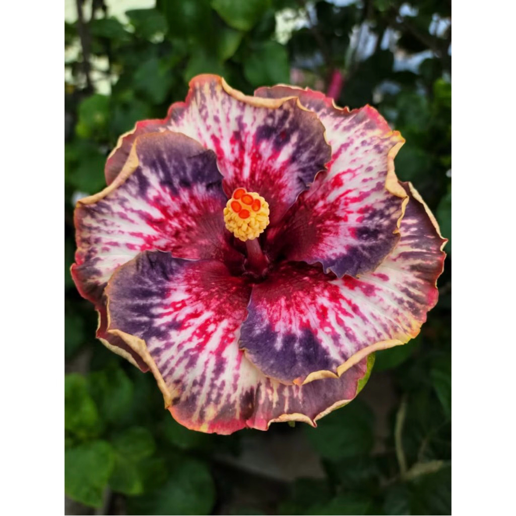 PROMO Tanaman Hias Hibiscus Bunga Sepatu Bangkok Import