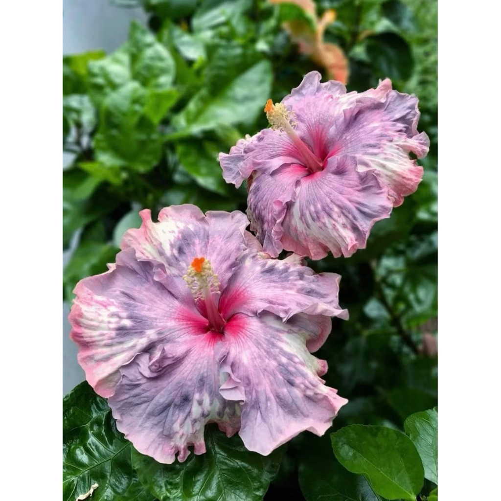 PROMO Tanaman Hias Hibiscus Bunga Sepatu Bangkok Import