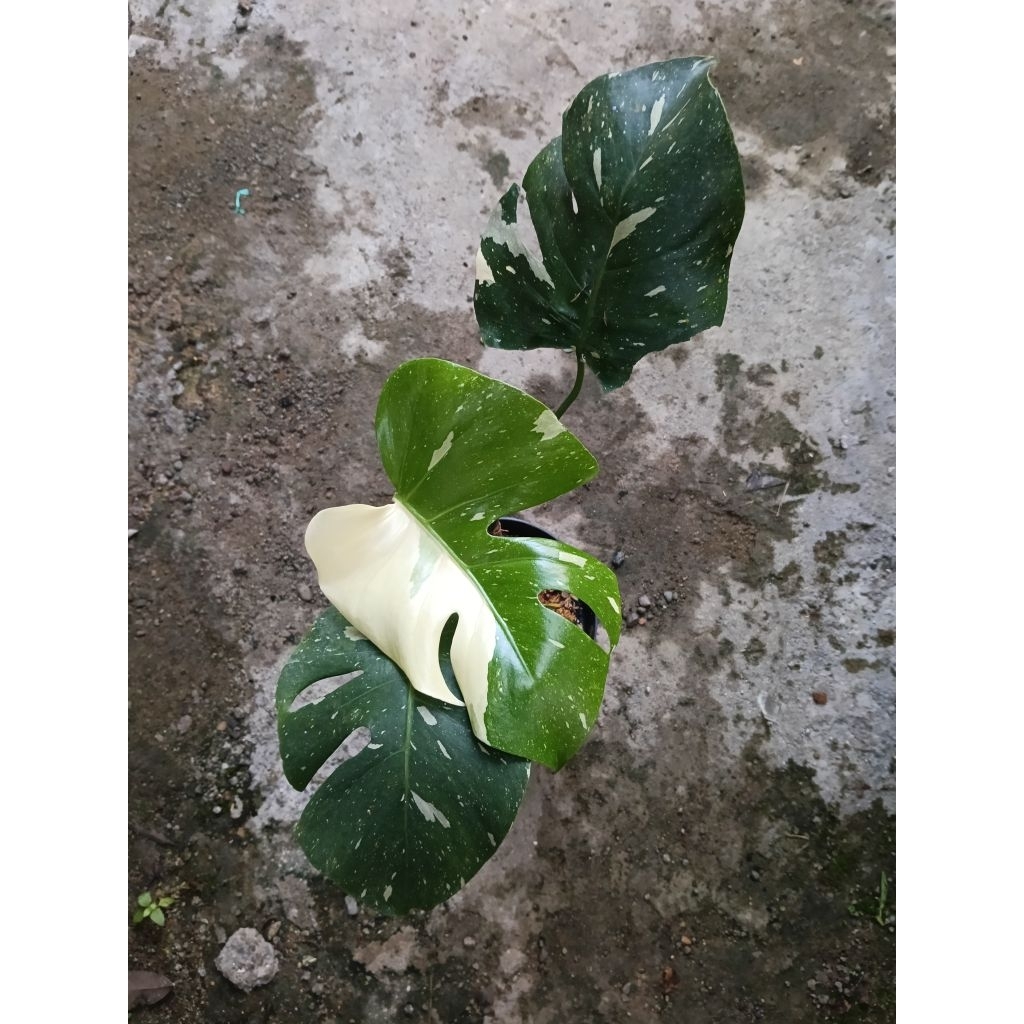 Monstera King Thai Constellation / Monstera Deliciosa / Monthai