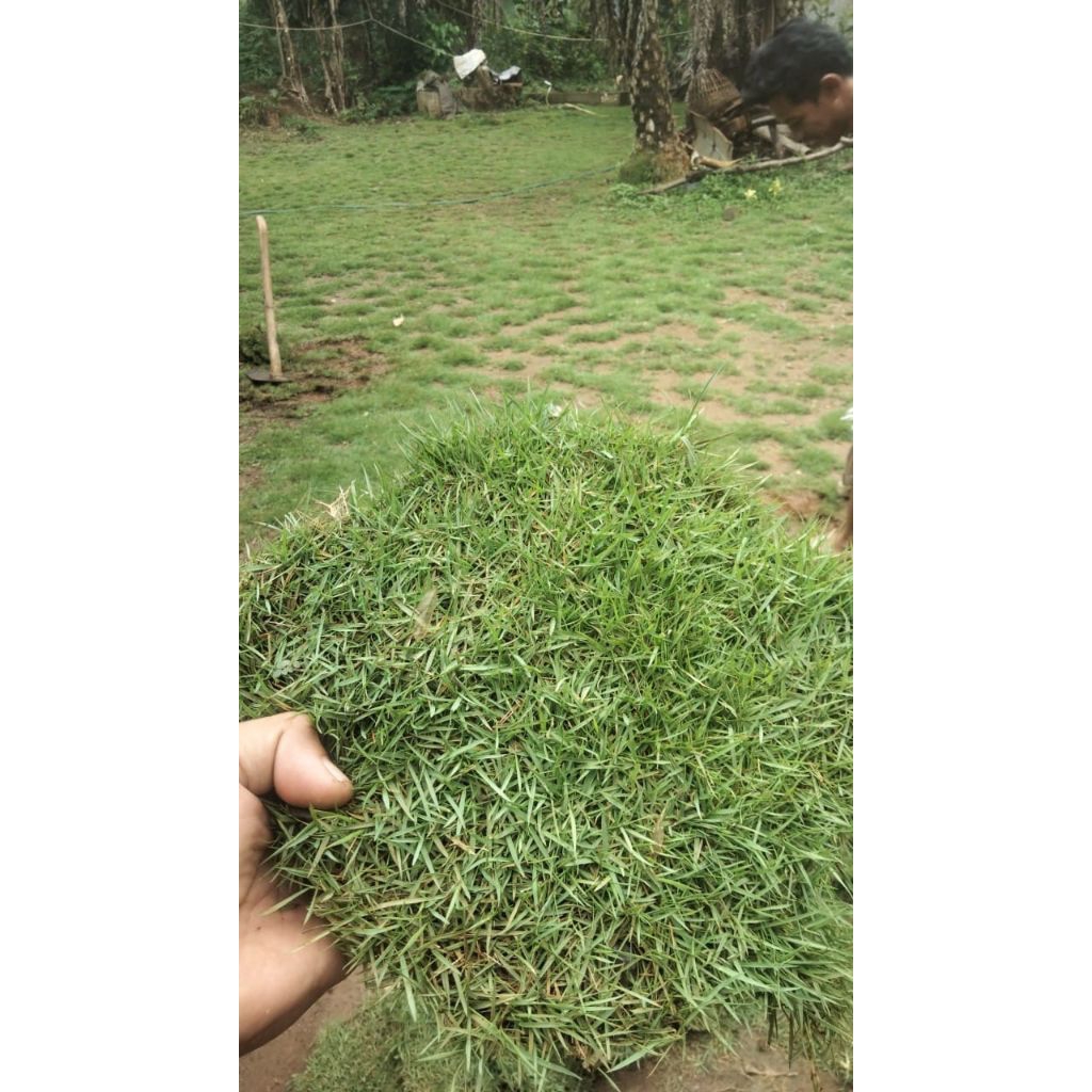 rumput jepang 1 meter persegi
