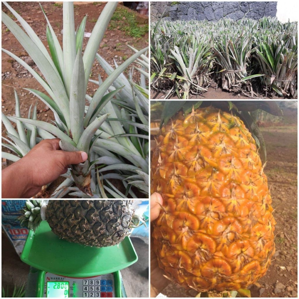 bibit nanas madu jumbo Bogor daun tanpa duri paket hemat 10 batang