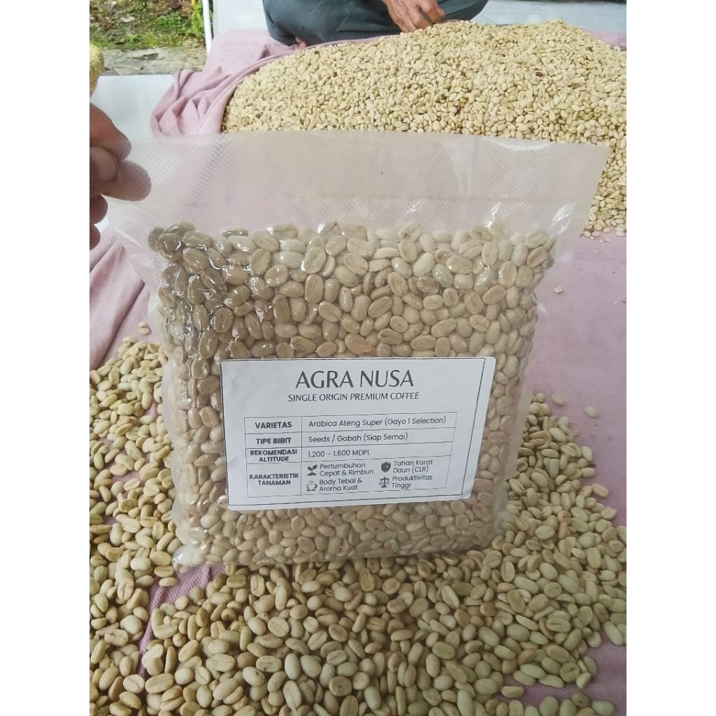 benih kopi Arabika Ateng super