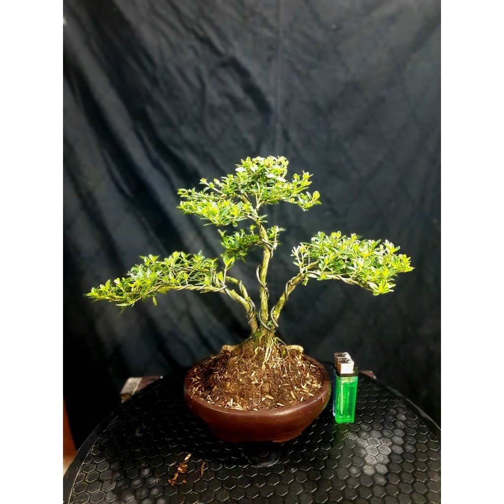 BONSAI MELATI JEPANG BERBUNGA CANTIK SIAP PAJANG